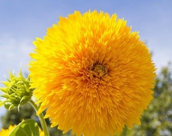 25 SUNFLOWER 'TEDDY BEAR' seeds---Flower seeds--Plant seeds--Gardening--Seeds--Gift