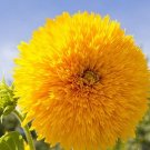 25 SUNFLOWER 'TEDDY BEAR' seeds---Flower seeds--Plant seeds--Gardening--Seeds--Gift