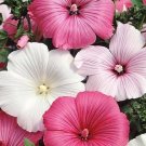 25 Lavatera Trimestris Mixed Seeds---Flower seeds--Plant seeds--Gardening--Seeds--Gift