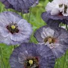 25 Grey Poppy Award Winning Seeds---Flower seeds--Plant seeds--Gardening--Seeds--Gift