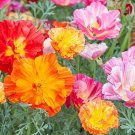 20 California Poppy 'Jelly Beans' Seeds---Flower seeds--Plant seeds--Gardening--Seeds--Gift