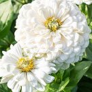 20 Zinnia 'Polar Bear' Seeds---Flower seeds--Plant seeds--Gardening--Seeds--Gift