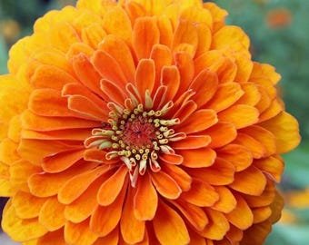 20 Zinnia Elegans The Mandarin Seeds---Flower seeds--Plant seeds--Gardening--Seeds--Gift