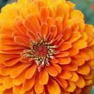 20 Zinnia Elegans The Mandarin Seeds---Flower seeds--Plant seeds--Gardening--Seeds--Gift