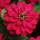 20 Zinnia 'Double zahara cherry' Seeds---Flower seeds--Plant seeds--Gardening--Seeds--Gift