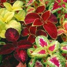 35 Coleus hybridus 'Rainbow mix' Seeds---Flower seeds--Plant seeds--Gardening--Seeds--Gift
