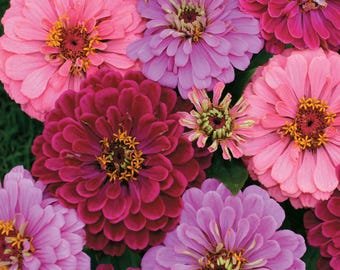 20 Zinnia Elegans Royal Mixture Seeds---Flower seeds--Plant seeds--Gardening--Seeds--Gift