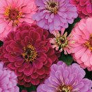 20 Zinnia Elegans Royal Mixture Seeds---Flower seeds--Plant seeds--Gardening--Seeds--Gift
