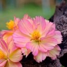 20 Rare PEACH COSMOS seeds---Flower seeds--Plant seeds--Gardening--Seeds--Gift