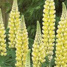 15 Lemonade Lupin 'Chandelier' Seeds---Flower seeds--Plant seeds--Gardening--Seeds--Gift