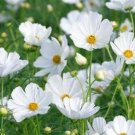 25 COSMOS Sonata white premium seeds---Flower seeds--Plant seeds--Gardening--Seeds--Gift