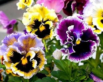 30 rare Pansy 'Rococo' Mixed seeds---Flower seeds--Plant seeds--Gardening--Seeds--Gift