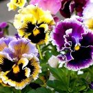 30 rare Pansy 'Rococo' Mixed seeds---Flower seeds--Plant seeds--Gardening--Seeds--Gift