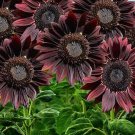 20 rare SUNFLOWER 'Chocolate' seeds---Flower seeds---Plant seeds---Gardening gifts