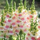 30 Snapdragon Antirrhinum 'Apple Blossom' Seeds---Flower seeds---Seed gift---Gardening