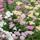 30 Achillea Millefolium Mixed Seeds---Flower seeds--Plant seeds--Gardening--Seeds--Gift