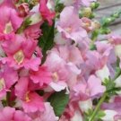 25 Antirrhinum Majus 'Angel Towers' mixed Seeds---Flower seeds--Plant seeds--Gardening--Seeds--Gift