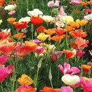 35 California Poppy mixed Seeds---Flower seeds--Plant seeds--Gardening--Seeds--Gift
