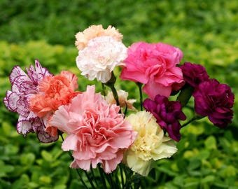 25 Dianthus Barbatus 'Crown Double Mix' Seeds---Flower seeds--Plant seeds--Gardening--Seeds--Gift