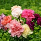 25 Dianthus Barbatus 'Crown Double Mix' Seeds---Flower seeds--Plant seeds--Gardening--Seeds--Gift