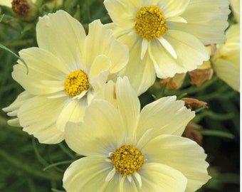 20 COSMOS 'Lemonade' seeds---Flower seed