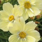 20 COSMOS 'Lemonade' seeds---Flower seed