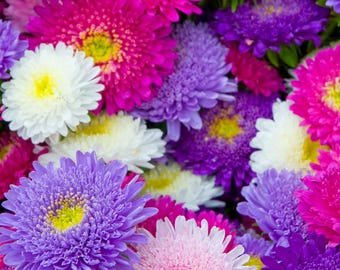 20 Aster Super Princess Mixed Seeds---Flower seeds--Plant seeds--Gardening--Seeds--Gift