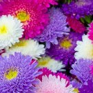 20 Aster Super Princess Mixed Seeds---Flower seeds--Plant seeds--Gardening--Seeds--Gift