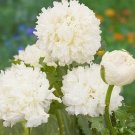 35 Peony Poppy 'Double Cream' Seeds---Flower seeds--Plant seeds--Gardening--Seeds--Gift