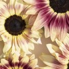 15 SUNFLOWER 'Summer Lovin' seeds---Flower seeds--Plant seeds--Gardening--Seeds--Gift