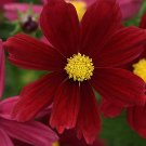 25 COSMOS 'Sonata Red Shades Premium' seeds---Flower seeds--Plant seeds--Gardening--Seeds--Gift