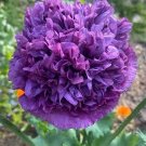 35 Poppy 'Double Velvet Blush' Seeds---Flower seeds--Plant seeds--Gardening--Seeds--Gift