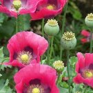 30 Papaver Somniferum 'Hens And Chickens' Seeds---Flower seeds--Plant seeds--Gardening--Seeds--Gift