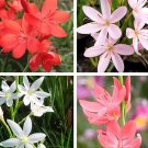 15 SCHIZOSTYLIS MIX seeds---Flower seeds--Plant seeds--Gardening--Seeds--Gift