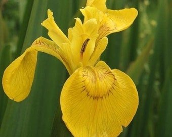 15 Yellow Iris pseudacorus seeds---Flower seeds--Plant seeds--Gardening--Seeds--Gift
