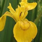 15 Yellow Iris pseudacorus seeds---Flower seeds--Plant seeds--Gardening--Seeds--Gift