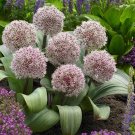 20 Allium karataviense seeds---Flower seeds--- Allium seeds---Plant seeds---Gardening---Ornamental O