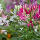 35 Mixed Cleome seeds---Flower seeds--Plant seeds--Gardening--Seeds--Gift