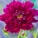 15 rare COSMOS 'Cranberries Double Click' seeds---Flower seeds--Plant seeds--Gardening--Seeds--Gift