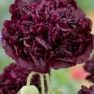 35 Poppy 'Black Peony' Seeds---Flower seeds--Plant seeds--Gardening--Seeds--Gift