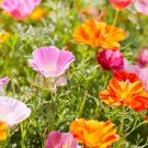 25 Californica Poppy 'Fruit Pastel' Mixed Seeds---Flower seeds--Plant seeds--Gardening--Seeds--Gift