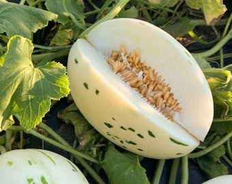 15 Rare Snow Leopard Melon seeds---Fruit seeds--Plant seeds--Gardening--Seeds--Gift
