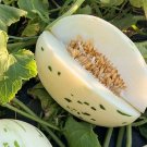 15 Rare Snow Leopard Melon seeds---Fruit seeds--Plant seeds--Gardening--Seeds--Gift