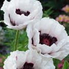 20 rare Poppy Orientale 'Royal Wedding' Seeds---Flower seeds--Plant seeds--Gardening--Seeds--Gift