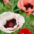 20 Poppy Orientale New Hybrids mixed Seeds---Flower seeds--Plant seeds--Gardening--Seeds--Gift