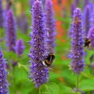 20 Agastache Foeniculum 'Liquorice Blue' Seeds---Flower seeds--Plant seeds--Gardening--Seeds--Gift