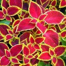 25 Coleus 'Wizard Scarlet' Seeds---Flower seeds--Plant seeds--Gardening--Seeds--Gift