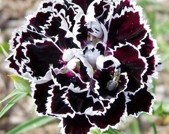 15 rare Dianthus heddewigii Black & White Seeds---Flower seeds--Plant seeds--Gardening--Seeds--Gift