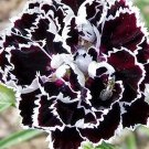 15 rare Dianthus heddewigii Black & White Seeds---Flower seeds--Plant seeds--Gardening--Seeds--Gift