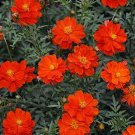 20 COSMOS 'Cosmic Red' seeds---Flower seeds--Plant seeds--Gardening--Seeds--Gift